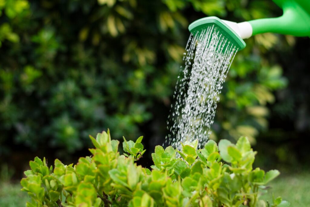 Irrigation Services by Custom Landscapes